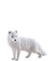 miniQ Wild Rush -Shin, History of World Animals- III Polar Regions, Arcti Ver.