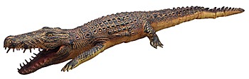 LN20825 Latex Crocodile