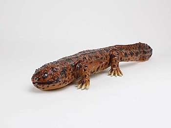 LN21478 ラテックス サンショウウオ (LN21478 Latex Salamander)