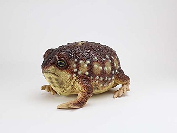 LN21479 ラテックス アメフクラガエル (LN21479 Latex Common Rain Frog)