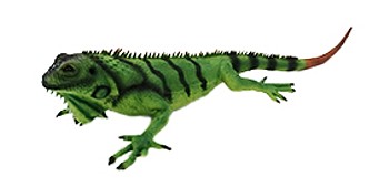LN21390 Latex Iguanidae