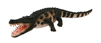 LN21383 Latex Crocodilia