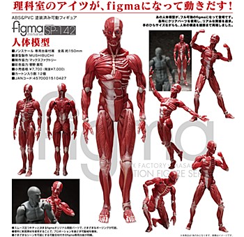 [product image]figma Human Anatomical Model