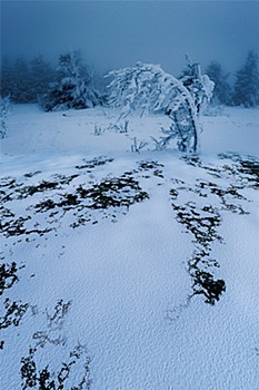 ジオラマシートPRO-M 雪原A1 DSPM-SNOW-001a (Diorama Sheet PRO-M SNOW A1 DSPM-SNOW-001a)