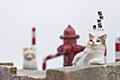 Sank Toys Cat's Town Story Vol. 2 The Relaxing Cat-Tabby Cat
