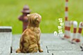 Sank Toys 猫街物語シリーズ 第三弾 悲しい猫-茶トラ (Sank Toys Cat's Town Story Vol. 3 The Sad Cat-Red Tabby)