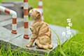Sank Toys 猫街物語シリーズ 第三弾 悲しい猫-茶トラ