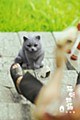 Sank Toys 猫街物語シリーズ 第四弾 お手猫-グレー (Sank Toys Cat's Town Story Vol. 4 The Paw-giving Cat-Blue)
